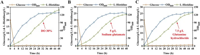 Effects of increased dissolved oxygen and ammonia donor supplementation on L-Histidine fermentation in a 5-L fermentor. A: Fermentation curve of strain His20 with increased dissolved oxygen. B: Fermentation curve of strain His20 with monosodium glutamate supplementation. C: Fermentation curve of str