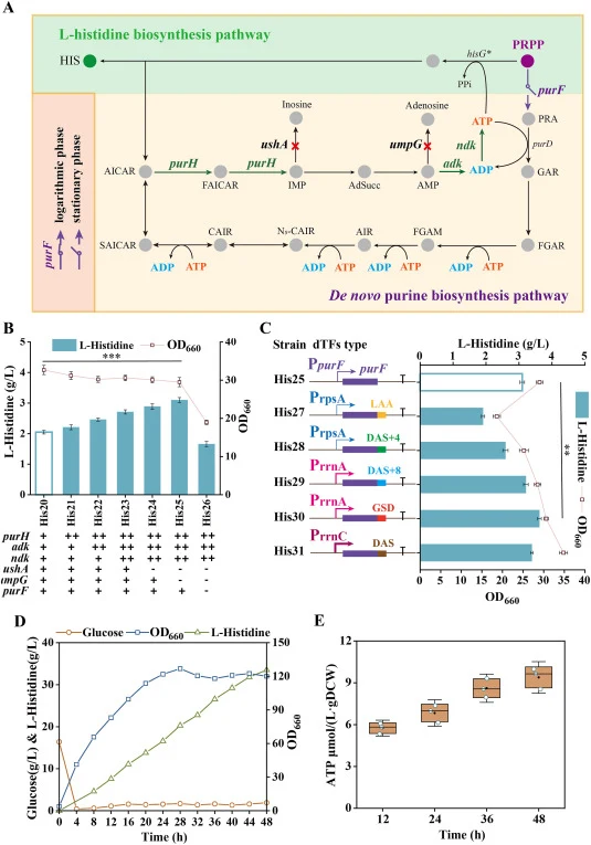 嘌呤生物合成途径的动态调控以调节ATP可用性。A：从头嘌呤生物合成途径。PRA，5-磷酸-β-D-核糖胺；GAR，N1-(5-磷酸-β-D-核糖基)甘氨酰胺；FGAR，N2-甲酰基-N1-(5-磷酸-β-D-核糖基)甘氨酰胺；FGAM，2-(甲酰胺基)-N1-(5-磷酸-β-D-核糖