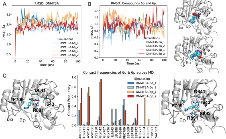 Stability and interaction analysis of DNMT3A with compounds 6o and 6p. (A) Backbone RMSD of DNMT3A during the 100-ns MD simulations. (B) Heavy-atom RMSD of compounds 6o and 6p relative to their initial bound conformations. (C) Residue–ligand contact frequency profiles over the final 90 ns of the sim