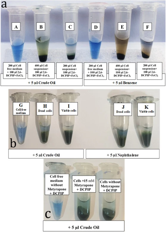 Evaluation of hydrocarbon degradation ability of S. platensis by using 2,6-DCPIP, after 24 h (a), after 32 h (b) and 24 h (c). (a), A, 200 μl cell free medium+2,6-DCPIP + crude oil; B, 400 μl S. platensis cell suspension+2,6-DCPIP + crude oil; C, is similar to B, except the volume of cell suspension