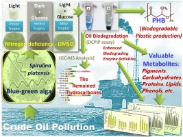 Integrated bioprocess engineering of Spirulina platensis for