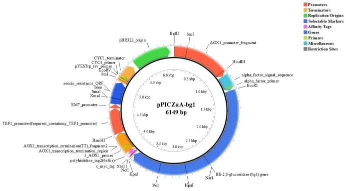 重组质粒 pPICZαA-bg1(6149 bp)的环状图谱,该质粒携带来自黑曲霉 BE-2 的 β-葡萄糖苷酶(bg1)基因,用于在巴斯德毕赤酵母中由 AOX1 启动子表达,并含有 α-因子信号序列和 Zeocin 筛选标记。