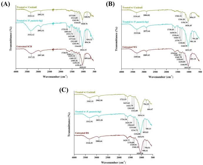 FTIR spectra of SCB (A), WS (B), and RS (C) showing untreated biomass, biomass treated with recombinant β-glucosidase (pPICZαA/bg1), and biomass treated with the enzyme cocktail containing β-glucosidase and recombinant endoglucanase.