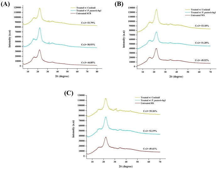 XRD patterns of agricultural residues showing changes in crystallinity after enzymatic treatment. (A) SCB, (B) WS, and (C) RS. Profiles represent untreated biomass, biomass treated with recombinant β-glucosidase (pPICZαA/bg1), and biomass treated with the enzyme cocktail. CrI values were calculated