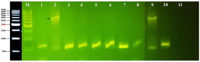 使用AOX1引物在1%琼脂糖凝胶上对毕赤酵母X-33中bg1整合进行PCR确认。泳道1–8显示转化子。泳道9为阳性对照(约3 kb)。泳道10为载体对照(约500 bp)。泳道11