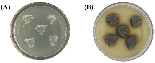 Qualitative screening of β-glucosidase-producing strains using an esculin agar assay. (A) WT P. pastoris X-33 (control) showing no halo formation. (B) Recombinant P. pastoris (pPICZαA/bg1) colonies showing dark halos indicating β-glucosidase activity.