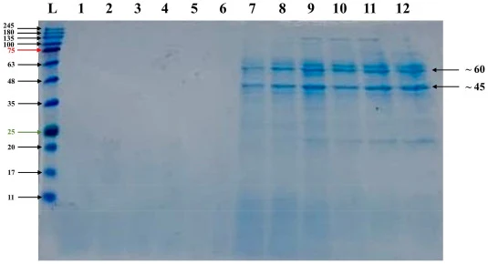 SDS-PAGE analysis of recombinant Bg1 expression. Proteins from the culture supernatant were separated on a 12% SDS-PAGE gel and stained with Coomassie Brilliant Blue R-250. Lane L shows the molecular weight protein marker. Lanes 1-5 represent the wild-type P. pastoris culture supernatant. Lanes 6-12