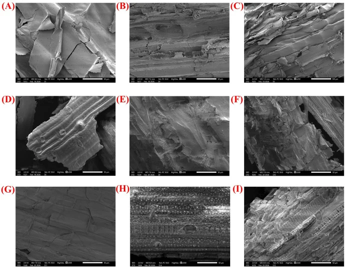 Scanning electron microscopy of untreated biomass SCB, WS, and RS (A, D, G), biomass treated with recombinant β-glucosidase pPICZαA/bg1 (B, E, H), and biomass treated with the enzyme cocktail of β-glucosidase and recombinant endoglucanase pPICZαA/TreglI (C, F, I).