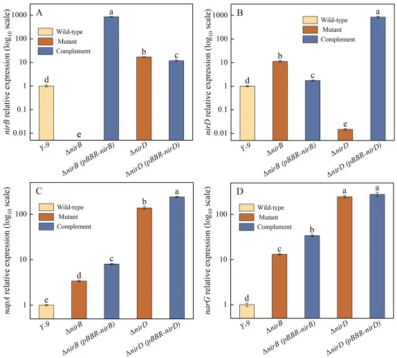 Relative expression levels of nitrite and nitrate reductase genes in wild-type strain Y-9, mutants, and complemented strains after 36 h of cultivation in NO3 – medium. (A) nirB, (B) nirD, (C) napA, (D) narG. Data represent the mean ± SD of three independent replicates (n = 3). Different lowercase le
