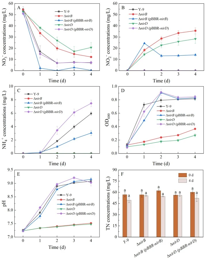 Nitrogen transformation performance of wild-type strain, mutants, and complemented strains in NO3 – medium. (A) NO3 – concentration; (B) NO2 – concentration; (C) NH4 + concentration; (D) OD600; (E) pH; (F) TN concentration. Data represent the mean ± SD of three independent replicates (n = 3). Differ