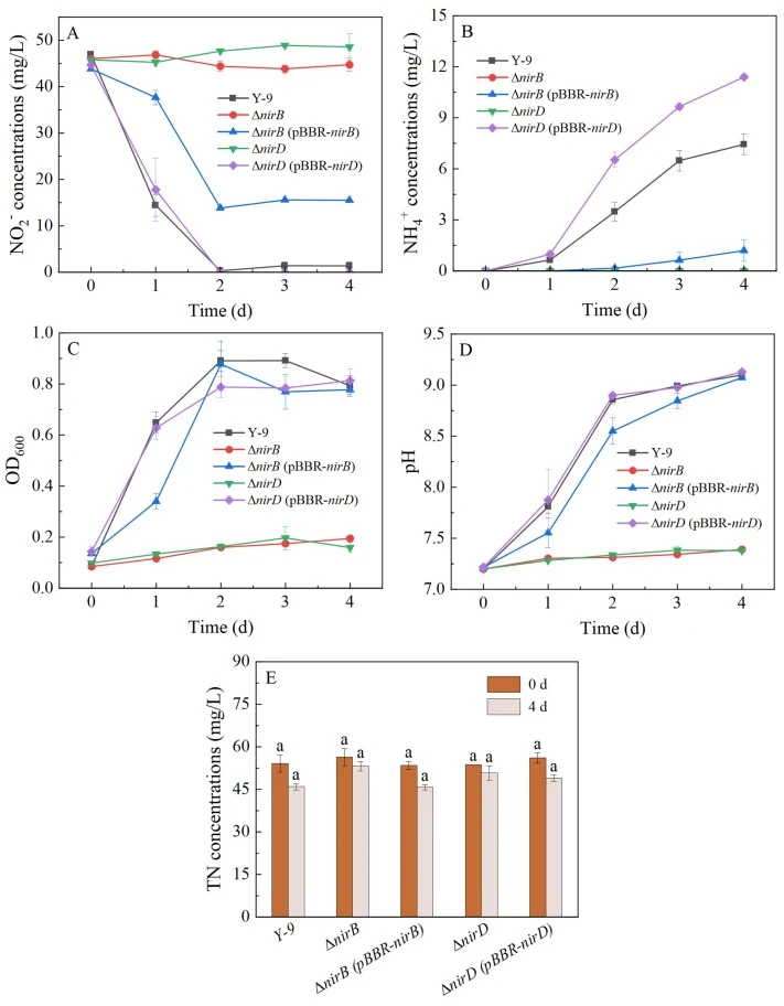 Nitrogen transformation performance of wild-type strain, mutants, and complemented strains in NO2 – medium. (A) NO2 – concentration; (B) NH4 + concentration; (C) OD600; (D) pH; (E) TN concentration. Data represent the mean ± SD of three independent replicates (n = 3). Different lowercase letters ind