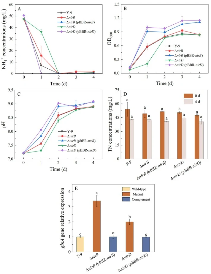 Nitrogen transformation performance of wild-type strain, mutants, and complemented strains in NH4 + medium. (A) NH4 + concentration; (B) OD600; (C) pH; (D) TN concentration; (E) Relative expression levels of glnA gene after 36 h of cultivation. Data represent the mean ± SD of three independent repli
