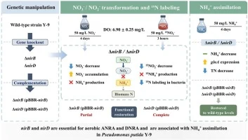 The nirB and nirD genes are essential for both assimilatory