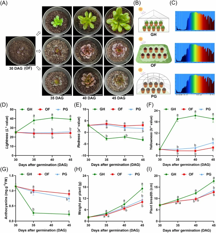 Phenotypic characterization of lettuce ‘Red butter’ under three different cultivation conditions. (A) Phenotypic changes of lettuces under different cultivation conditions at different growth stages. 30 DAG, 35 DAG, 40 DAG, and 45 DAG were represented as the 30, 35, 40, and 45 days after germination