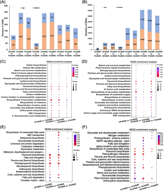 Metabolic and transcriptional landscapes of lettuces under different cultivation conditions. (A) The numbers of DAMs identified among the different comparison groups. (B) The numbers of DEGs identified in each comparison group. (C, E) KEGG enrichment analyses of the DAMs (C) and the DEGs (E) identif