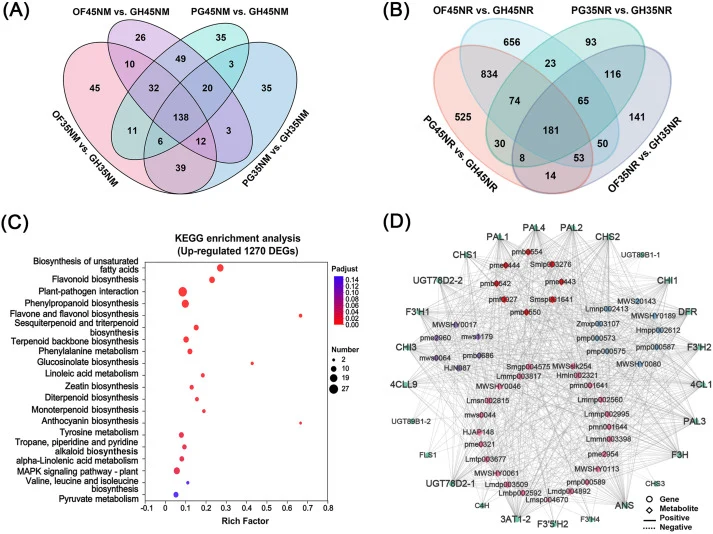 Integrated analysis of metabolome and transcriptome datasets. (A) Venn diagram illustrating the DAMs identified in the four comparison groups of OF35 vs. GH35, PG35 vs. GH35, OF45 vs. GH45, and PG45 vs. GH45. (B) Venn diagram depicting the DEGs found in the aforementioned comparison groups. (C) KEGG