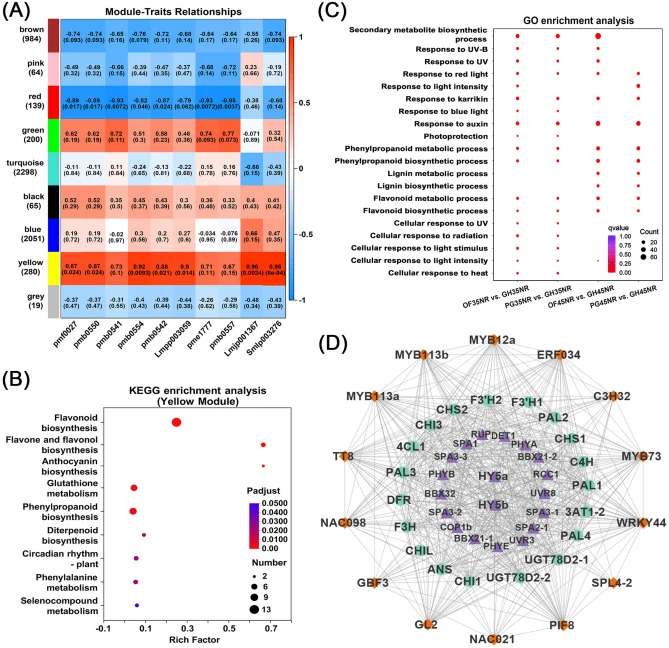 Weighted gene co-expression network analysis (WGCNA) of DEGs identified from lettuce under different cultivation conditions. (A) The relationships among the nine co-expression modules and 10 anthocyanin metabolites (P-values in parentheses). (B) KEGG enrichment analysis of the yellow module. (C) GO