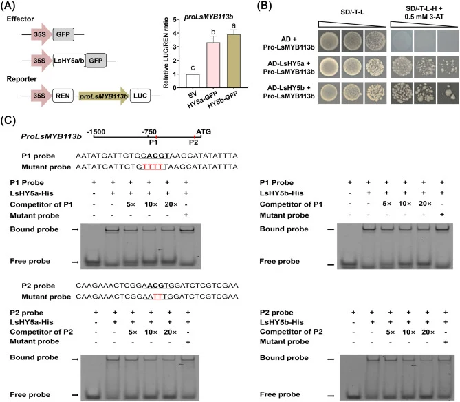LsHY5a/b directly bind to the LsMYB113b promoter to activate its expression. (A) Dual-luciferase reporter (DLR) assays showing activation of the LsMYB113b promoter by LsHY5a/b. The empty effector was used as the negative control, and its LUC/REN ratio was set to 1. Data are presented as means ± SD o