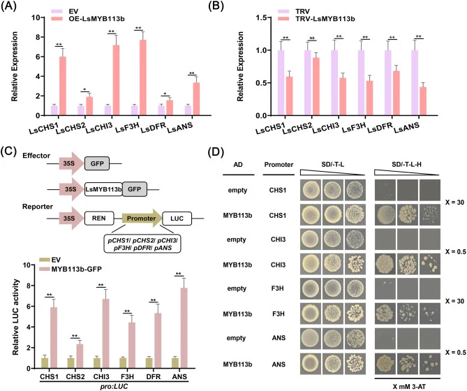 LsMYB113b positively regulates anthocyanin biosynthesis in lettuce. (A-B) Relative transcript levels of the six structural genes, LsCHS1, LsCHS2, LsCHI3, LsF3H, LsDFR, and LsANS in leaves in which LsMYB113b was transiently overexpressed (A) or silenced (B). (C) LsMYB113b activates the promoter activ