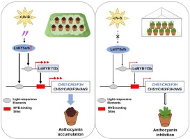 Multiomics analysis unravels a UV-B-mediated regulatory netw