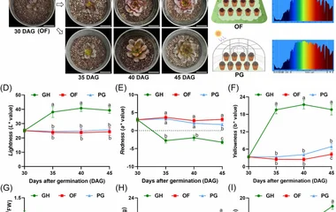 多组学解析UV-B介导的莴苣花青素生物合成调控网络