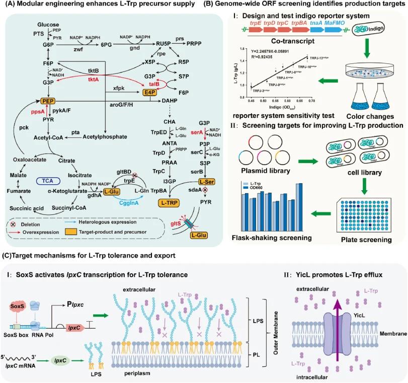 Schematic illustrating engineering Escherichia coli for efficient L-tryptophan production. (A) Modular engineering enhances L-tryptophan precursor supply. (B) Genome-wide ORF screening identifies production targets. (C) Target mechanisms for L-tryptophan tolerance and export.