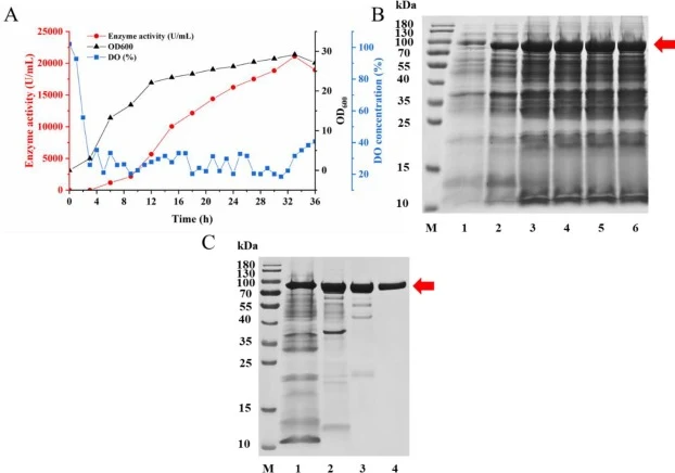 Time-course and SDS-PAGE of fed-batch fermentation for LsCol production in a 5 L fermenter. (A) Time-course of cell growth and extracellular collagenase activity during fed-batch fermentation. (B) SDS-PAGE of culture supernatants collected at different time points. Lane M: marker. Lanes 1–6: ferment