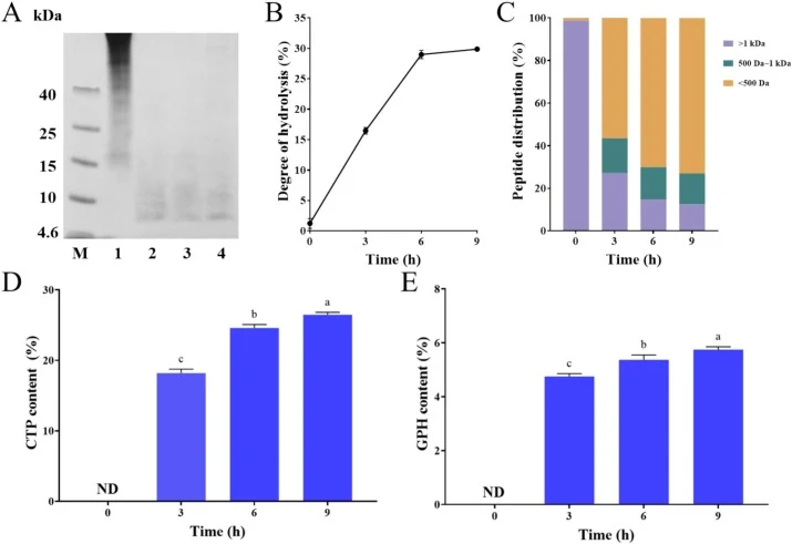 Efficient production of CTP and GPH from fish scales by LsCol. (A) Tricine-SDS-PAGE (10%) of fish scales hydrolyzed by LsCol. Lane M: marker. Lanes 1–4: fish scales hydrolyzed by LsCol for 0, 3, 6, and 9 h. (B) Degree of hydrolysis, (C) Molecular weight distribution, (D) CTP and (E) GPH contents of