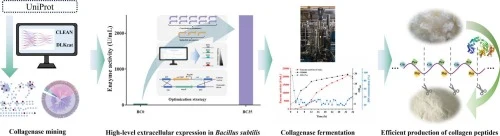 High-level expression of a newly characterized collagenase i