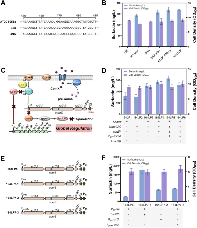 Verification of surfactin biosynthetic capability in Bacillus subtilis ATCC 6051a and subsequent regulatory and expression engineering. (A) Local sequence alignment of the sfp gene from B. subtilis ATCC 6051a, 168, and 3NA. (B) Surfactin production by wild-type and engineered derivatives of strains
