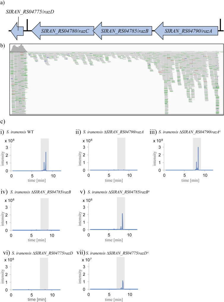 Regulatory island harboring Raz transcription factor genes, transcriptomic reads covering these genes and azalomycin F3 production of deletion mutants. a) Schematic depiction of the four transcription factor genes. razA (SIRAN_RS04790) and razB (SIRAN_RS04785) each contains one TTA-codon and is ther