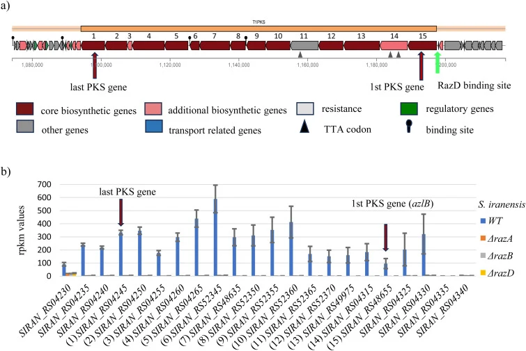 Azalomycin F BGC overview and gene expression of the azalomycin F BGC in different S. iranensis strains. a) Azalomycin F BGC of S. iranensis as predicted by AntiSMASH version 8.0.4 (48) with additional arrows indicating the discovered RazD binding site (green) and the first and last PKS gene of the