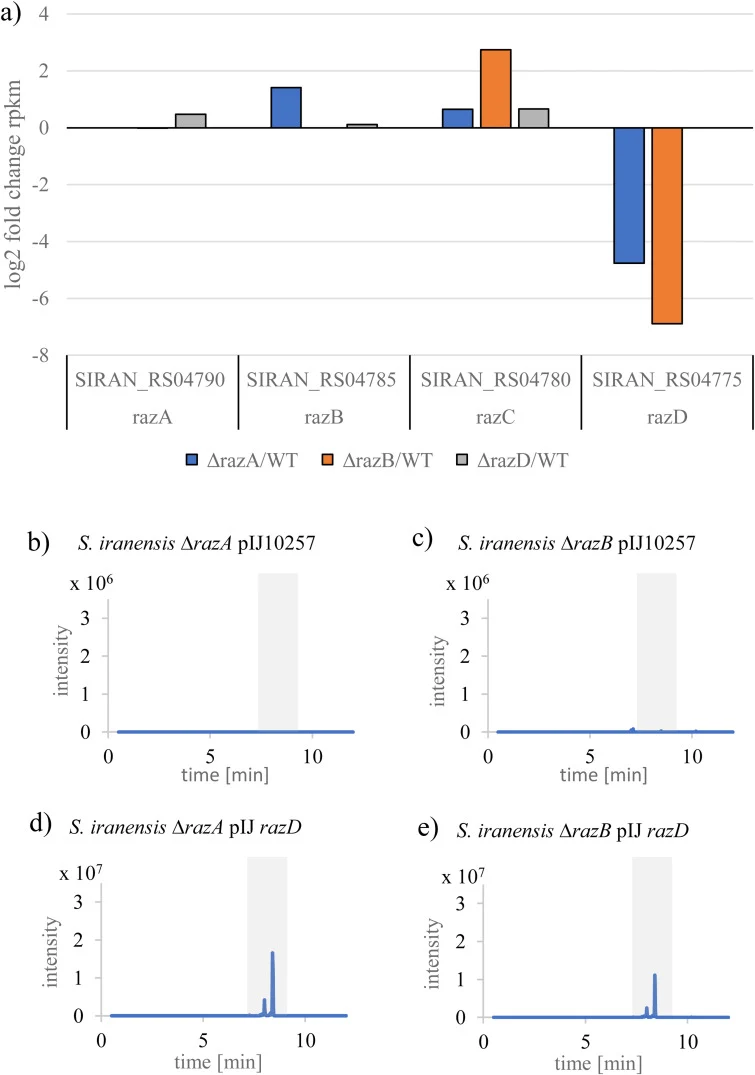 RT-qPCR analysis and extracted ion chromatograms of azalomycin F3 (m/z 1068 [M+H] +) from an HPLC-MS analysis of culture supernatants of S. iranensis. S. iranensis deletion mutants ΔrazA and ΔrazB were cross complemented with the plasmid pIJ razD that contains the LuxR regulator razD under control o