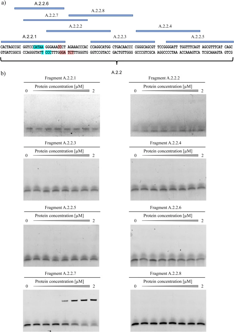 Overview of the shortened DNA fragments used for EMSAs and the respective EMSAs. a) DNA fragment 2.2 covers the whole DNA sequence shown at the bottom. The shortened DNA fragments cover parts of this DNA sequence as indicated by the blue lines. DNA contact sites A (red) and B (blue) of RazD monomers