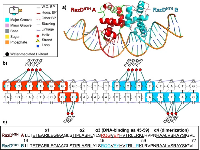 AlphaFold 3 prediction of the protein:DNA complex structure of two RazDHTH monomers bound to its DNA binding site in the azlB promoter. a) Ribbon illustration of two RazDHTH monomers (red and blue) bound to the 30 bp DNA duplex (A.2.2.7) derived from the azlB promoter. The confidence scores for the