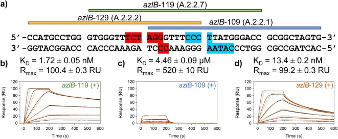 Real-time in vitro surface plasmon resonance (SPR) binding analysis of RazDHTH to DNA duplexes. a) Overview of the 30 bp DNA duplexes with predicted base contacts for the two RazDHTH protomers depicted in red and blue. The DNA sequences (green, yellow, red lines) used for SPR were derived from the u