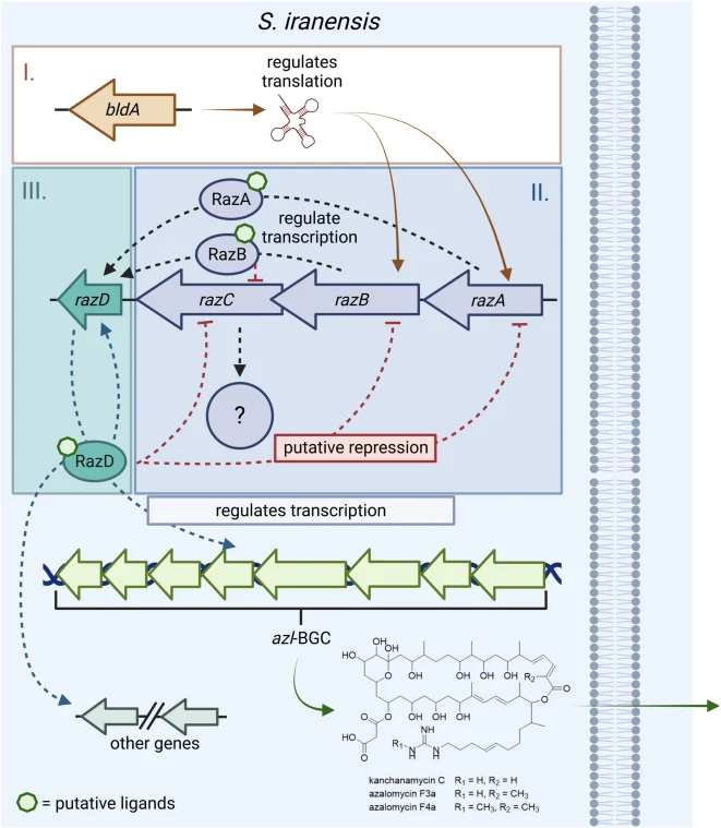 Summary of the regulatory cascade leading to activation of the Azl BGC via the identified regulatory island razAB(C)D. The regulatory island razAB(C)D regulates expression of the azl-BGC. RazAB constitute the second level of the regulatory hierarchy. RazB likely regulates expression of razD directly