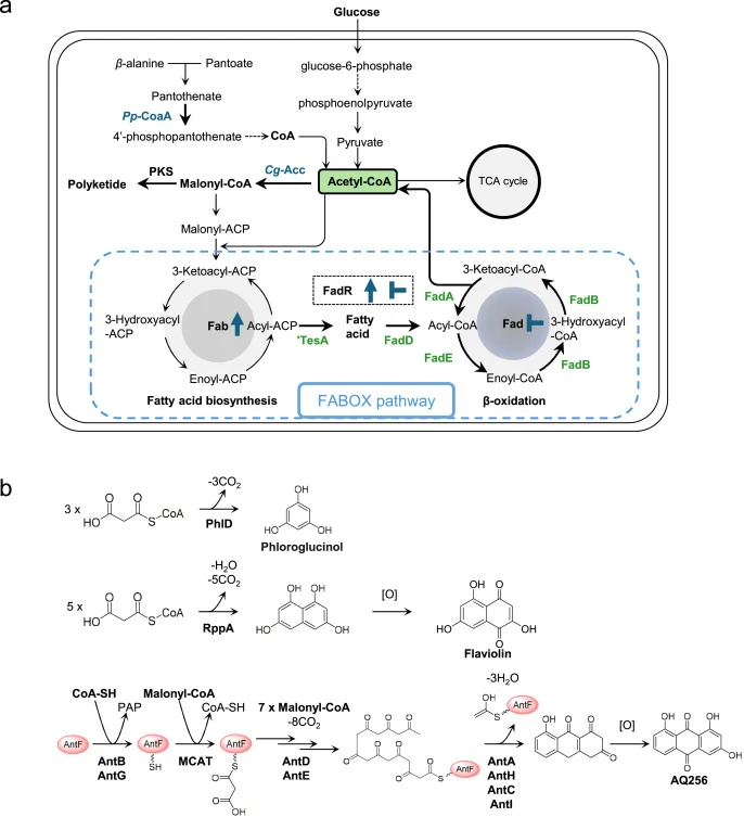Carbon flux reconfiguration strategy and model polyketide biosynthesis systems. a, Conceptual design of carbon flux reconfiguration by coupling fatty acid biosynthesis with β-oxidation in E. coli. Under glucose-based cultivation, carbon entering fatty acid biosynthesis is converted into acyl-ACP int