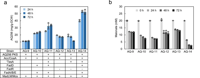The FABOX pathway combined with malonate assimilation enhances AQ256 production. a, Time course of AQ256 production in strains carrying the malonate assimilation pathway cultured in LB medium supplemented with 22 mM malonate. AQ-9 expresses madLM, mcs, Pp-coaA, and Cg-acc in addition to the ant gene