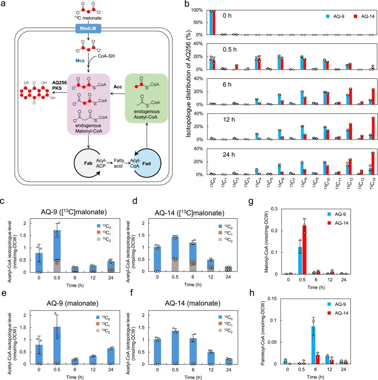 Isotopic tracing of malonate-derived carbon into acetyl-CoA and AQ256 is consistent with β-oxidation-mediated carbon recycling. a, Schematic representation of the predicted 13C-labeling flow from 13C3-malonate. 13C3-malonate is converted to 1,2,3-13C3-malonyl-CoA via the malonate assimilation pathwa
