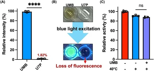 Fluorescence suppression of UMB upon phosphorylation and validation of its applicability in high-throughput screening. (A) Fluorescence intensity comparison between UMB and U7P at identical concentrations in 50% (v/v) methanol/50 mM Tris–HCl buffer (pH 7.5). Fluorescence was measured using a Spectra