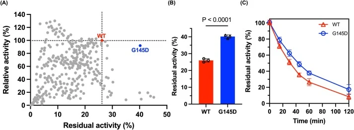 Application of the high-throughput screening platform and characterization of a thermostable BsPPS variant. (A) High-throughput screening of the error-prone PCR mutant library (~3360 variants) based on relative activity and residual activity after heat treatment. A variant (G145D) exhibiting improve