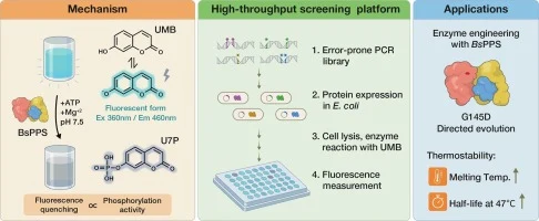 A fluorescence-based high-throughput assay enabling engineer