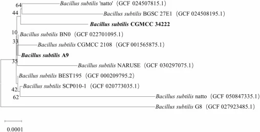 枯草芽孢杆菌菌株CGMCC 34222和A9基因组序列的进化分析。