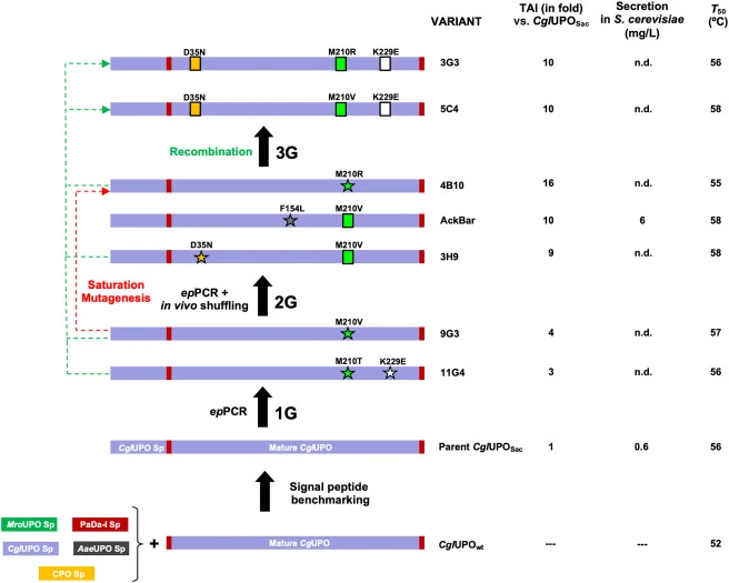 Directed evolution roadmap Different signal peptides were attached to mature CglUPO for secretion benchmarking: Signal peptides of UPO from M. rotula (in green), C. globosum (in purple), and A. (Cyclocybe) aegerita (in dark gray); evolved signal peptide of UPO from A. aegerita secretion mutant (PaDa