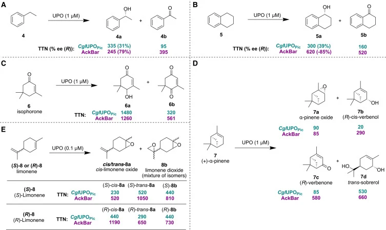 Oxidation reactions studied with CglUPOPic and AckBar mutant Ethylbenzene (A), tetrahydronaphthalene (B), isophorone (C), pinene (D), and (S)- and (R)-limonene (E). Reactions were carried out in 50 mM potassium phosphate pH 6.0 with 2 mM substrate, 2 mM H2O2, and 1 or 0.1 μM enzyme containing 5% ace