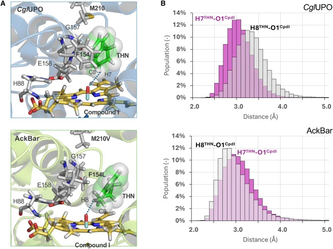 Computational analysis of the oxidation of THN (A) Detail of the representative structures of THN bound in the active site of CglUPO and AckBar mutant, compound I (Cpd I), derived from 0.5 μs of NPT MD. (B) Population analysis of the acceptor (O1CpdI)–hydrogen (H7THN or H8THN of C8) for THN bound in