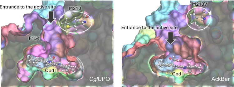 Comparison of the entrance to the active site of CglUPO and AckBar mutant Structures derived from 0.5 μs of NPT MD simulations. F154L mutation in AckBar, which is located behind the plane shown in the figure, is not displayed for clarity. The surface of the binding site is colored by the default col