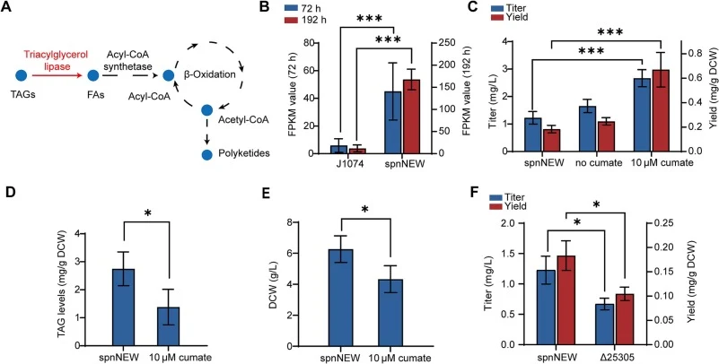 Identification of xnr_rs25305 as a key TAG hydrolase gene regulating spinosad biosynthesis in S. albus. (A) Schematic diagram of the metabolic pathway linking cellular TAG pools to polyketides biosynthesis. (B) Transcription levels of xnr_rs25305 in S. albus J1074 and spnNEW at 72 h and 192 h post-i
