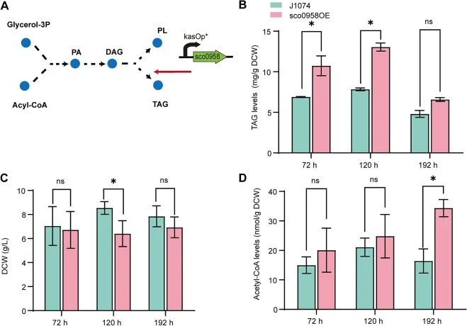 Effects of sco0958 expression on TAG and acetyl-CoA levels in S. albus. (A) Schematic illustration of sco0958-mediated redirection of DAG flux for TAG biosynthesis. (B) Intracellular TAG levels in S. albus sco0958OE and J1074 at different fermentation stages. (C) Biomass of S. albus sco0958OE and J1